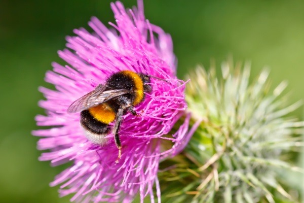 How to Attract Bees to Your Garden. Bees play an important role in the world's ecosystem. From honey to pollination there are many benefits to attracting several species of bees to your flower garden and vegetable garden. Learn how to cultivate a bee garden with this comprehensive tutorial.