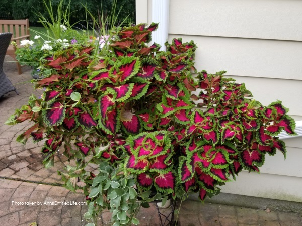 10 Tips for Growing Coleus. Sunny or shady, you want your garden to be full of vibrant colors, and coleus plants deliver that impact! Coleus is one of those plants that can thrive in many conditions, so being familiar with how to grow coleus is smart. Read here for my 10 Tips for Growing Coleus, and see how easy it can be to enjoy this vibrant plant.