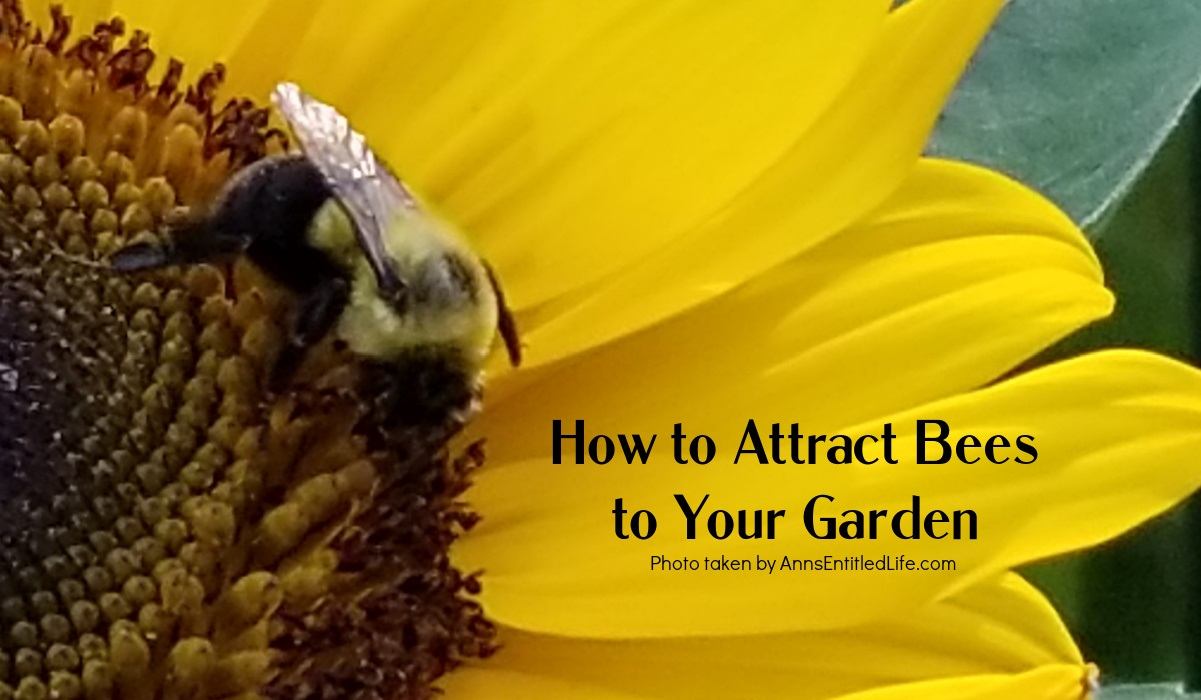 How to Attract Bees to Your Garden