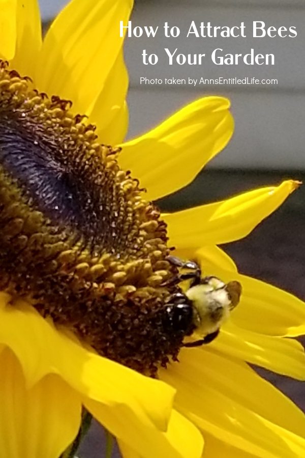 a bumblebee polinating a sunflower