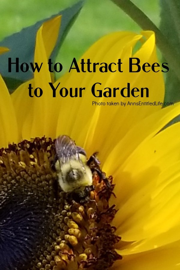 How to Attract Bees to Your Garden