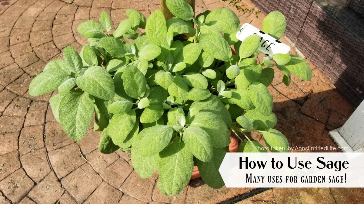How to Use Sage | Uses for Garden Sage