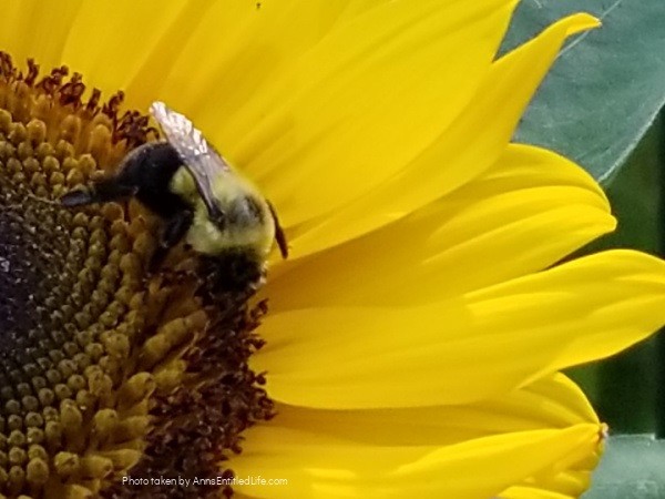 How to Attract Bees to Your Garden. Bees play an important role in the world's ecosystem. From honey to pollination there are many benefits to attracting several species of bees to your flower garden and vegetable garden. Learn how to cultivate a bee garden with this comprehensive tutorial.