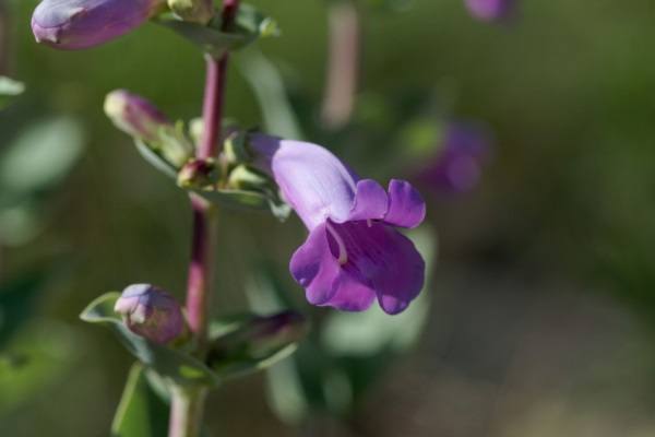 10 Full Sun Gardening Plants. Full sun annuals, full sun flowers for pots, full sun flowers that bloom all summer long; if you have a lot of sunlight in your garden or on your patio, you might be interested to learn what full sun plants are best for your area. From late spring to early fall, from full sun perennials to full sun plants for pots, if you have a sunny spot in your garden, there is something on this list of full sun gardening plants for every hardiness zone and state.