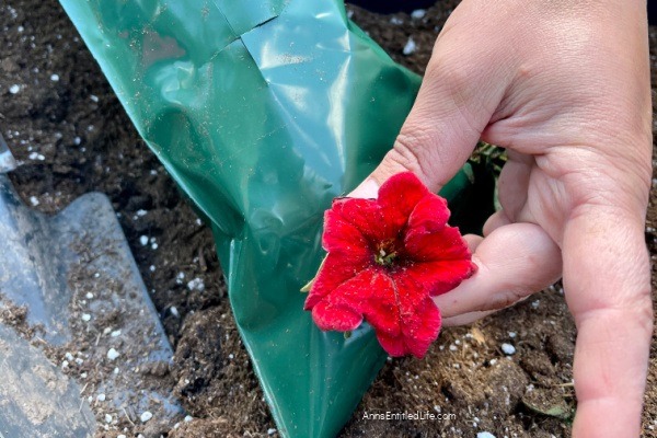 How to Plant and Care for Hanging Flower Bags