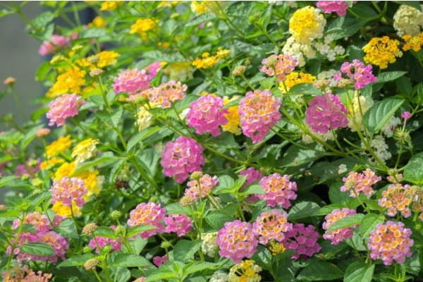 10 Full Sun Gardening Plants. Full sun annuals, full sun flowers for pots, full sun flowers that bloom all summer long; if you have a lot of sunlight in your garden or on your patio, you might be interested to learn what full sun plants are best for your area. From late spring to early fall, from full sun perennials to full sun plants for pots, if you have a sunny spot in your garden, there is something on this list of full sun gardening plants for every hardiness zone and state.