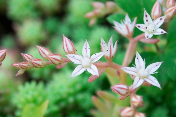 10 Full Sun Gardening Plants. Full sun annuals, full sun flowers for pots, full sun flowers that bloom all summer long; if you have a lot of sunlight in your garden or on your patio, you might be interested to learn what full sun plants are best for your area. From late spring to early fall, from full sun perennials to full sun plants for pots, if you have a sunny spot in your garden, there is something on this list of full sun gardening plants for every hardiness zone and state.