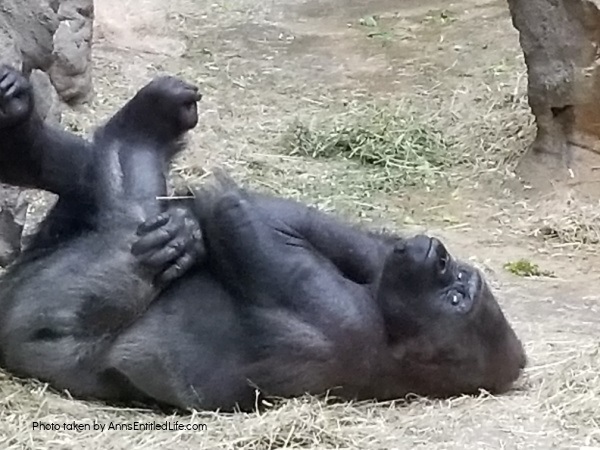 Buffalo Zoo gorilla