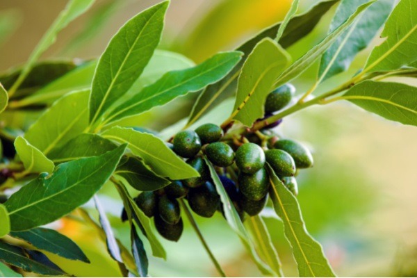  Cómo cultivar hojas de laurel (laurel). Muchas personas se sorprenden al descubrir que la hoja de laurel no proviene de una hierba pequeña como la mayoría de las otras hierbas y especias que usan en su cocina. La bahía es una hierba arbolada útil que agrega sabor a los platos salados y ayuda a repeler las plagas en su hogar. Bay es fácil de cultivar y cosechar.