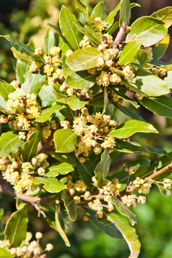  Cómo cultivar hojas de laurel (laurel). Muchas personas se sorprenden al descubrir que la hoja de laurel no proviene de una hierba pequeña como la mayoría de las otras hierbas y especias que usan en su cocina. La bahía es una hierba arbolada útil que agrega sabor a los platos salados y ayuda a repeler las plagas en su hogar. Bay es fácil de cultivar y cosechar.