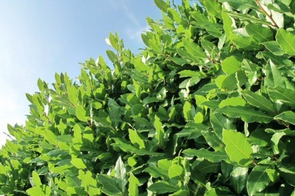  hur man odlar lagerblad (lagerblad). Många människor är förvånade över att upptäcka att lagerblad inte kommer från en liten ört som de flesta andra örter och kryddor som de använder i sitt kök. Bay är en användbar woodsy ört som ger smak till salta rätter och hjälper till att avvisa skadedjur i ditt hem. Bay är lätt att odla och skörda.