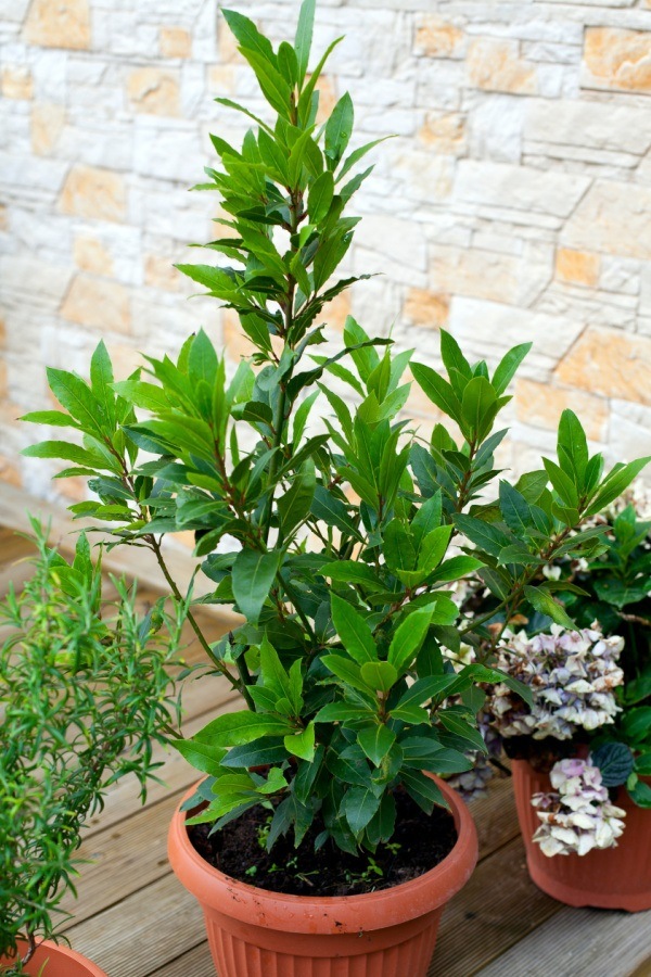  como cultivar Folhas de louro (louro). Muitas pessoas ficam surpresas ao descobrir que a folha de louro não vem de uma pequena erva como a maioria das outras ervas e especiarias que usam em sua cozinha. Bay é uma erva lenhosa útil que adiciona sabor a pratos salgados e ajuda a repelir pragas em sua casa. Bay é fácil de cultivar e colher.