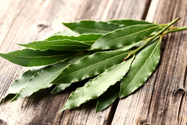 How to Grow Bay Leaves (bay laurel). Many people are surprised to discover that bay leaf does not come from a small herb like most other herbs and spices they use in their kitchen. Bay is a useful woodsy herb that adds flavor to savory dishes and helps to repel pests in your home. Bay is easy to grow and harvest.