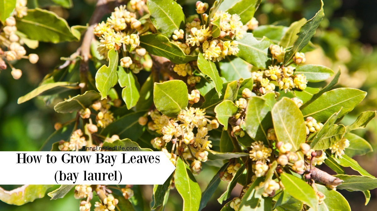 How to Grow Bay Leaves (bay laurel)