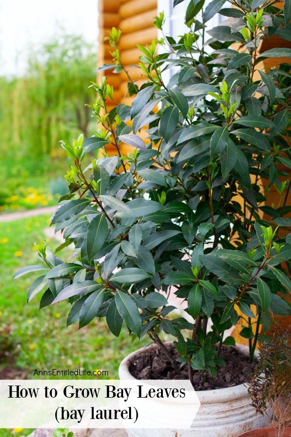 A pot of bay leaves growing on an outdoor patio