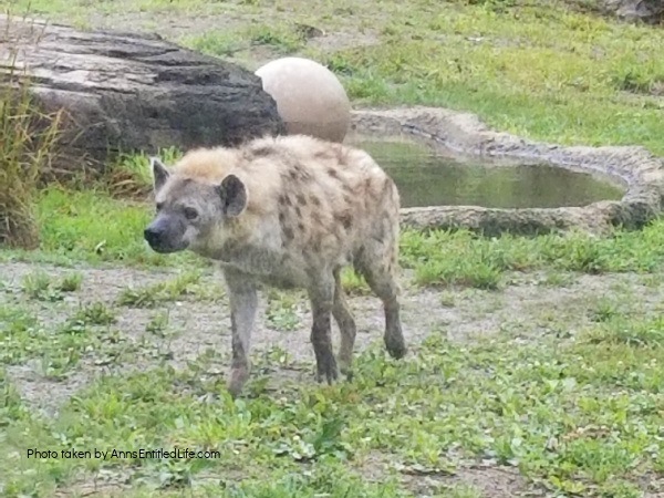 Buffalo Zoo Hyena