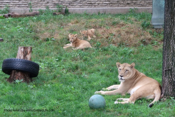 Buffalo Zoo Lion Cubs