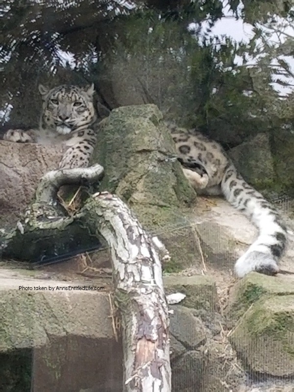 Buffalo Zoo Snow Leopard