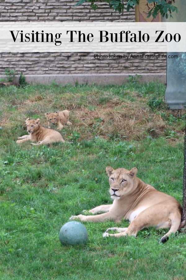 Two lion cubs are in the upper portion of the photo, mama is forward near a play ball