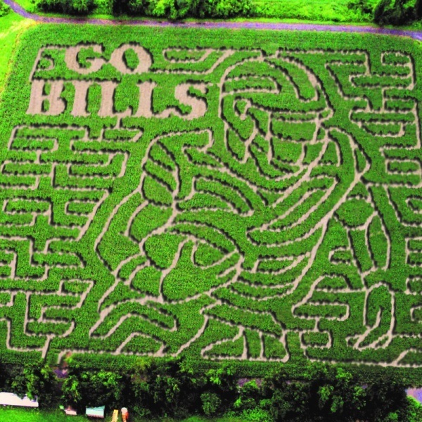 New York State Corn Mazes List 2021. Have some great outdoor family fun this fall at a New York State corn maze!! Whether you are looking to spend the day in a corn maze, for a fright night scream, or corn mazes by moonlight, there is something for everyone on this list of 2021 New York State Corn Mazes!