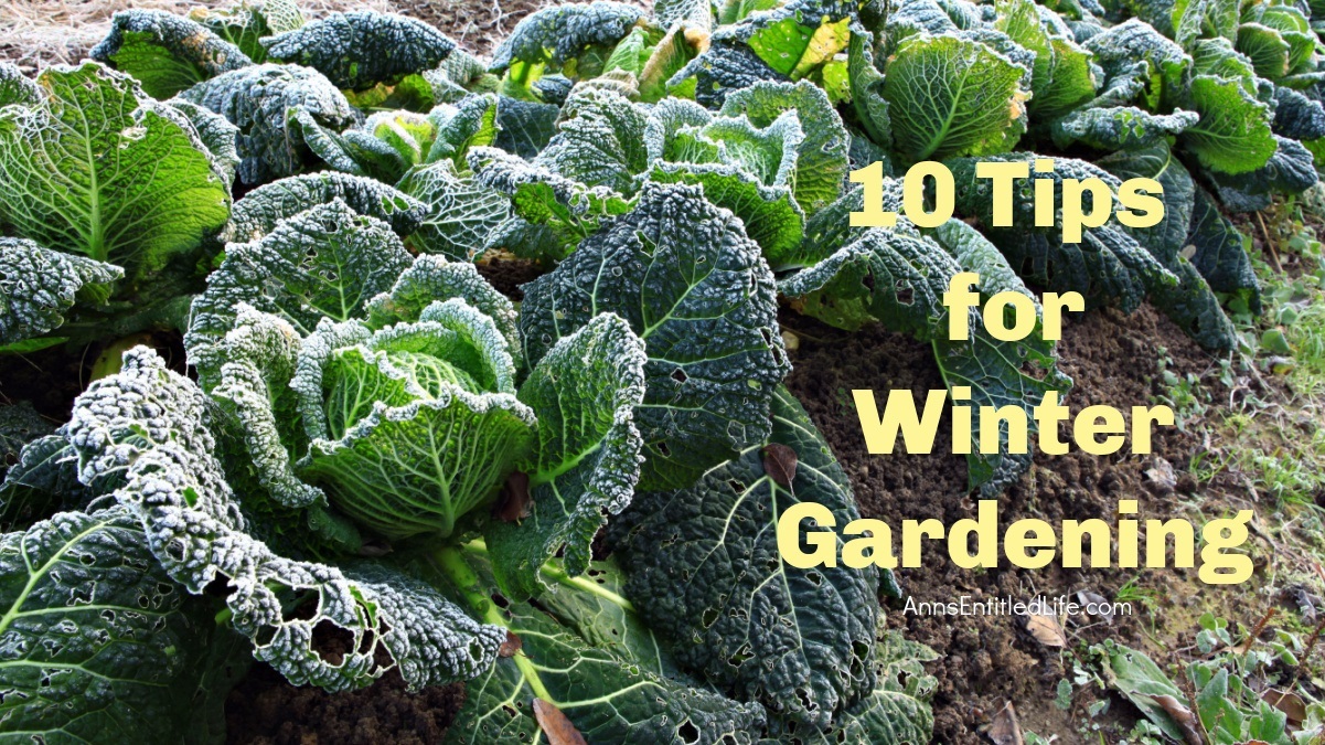10 Tips for Winter Gardening