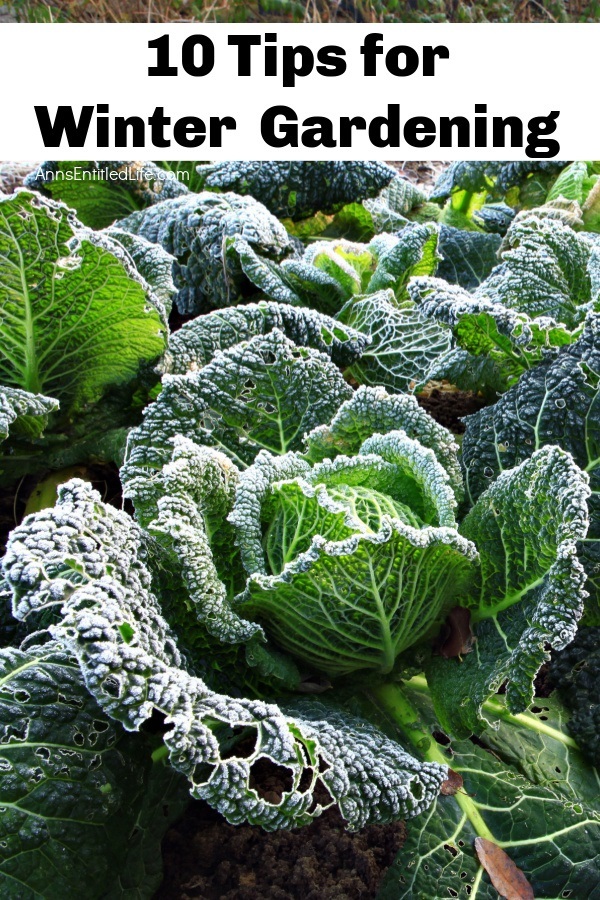 a closeup of cabbage grown in the cold
