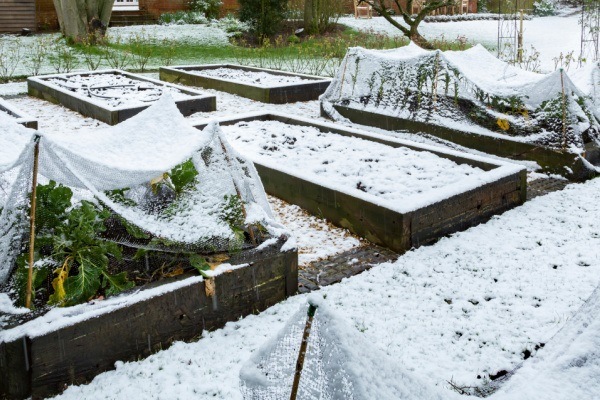 Tips for Winter Gardening. Your gardening days do not have to end because the weather has turned cold. Here are some tips for gardening in the winter to help you extend your season.