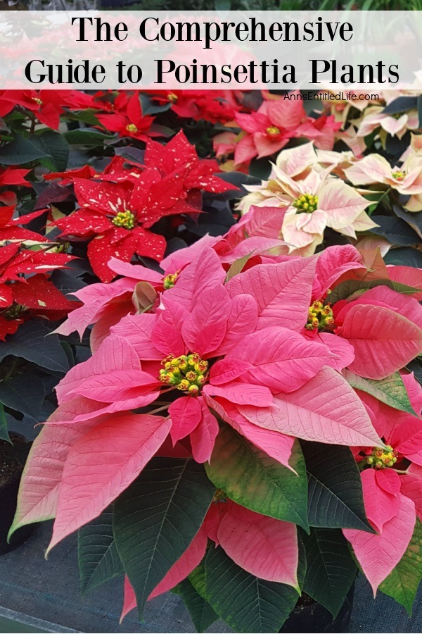 close-up of a pink poinsettia with white and red poinsettia plants in the background