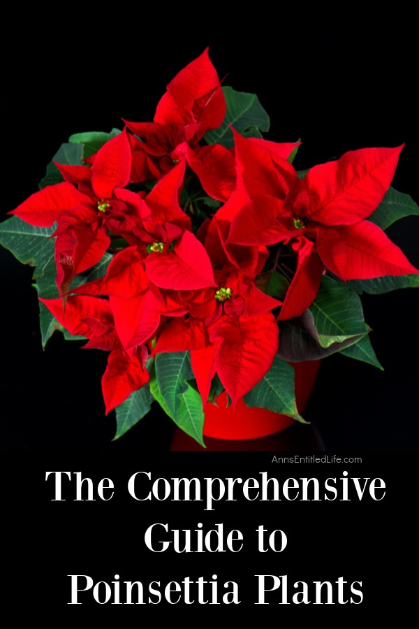 red poinsettia plant against a black background
