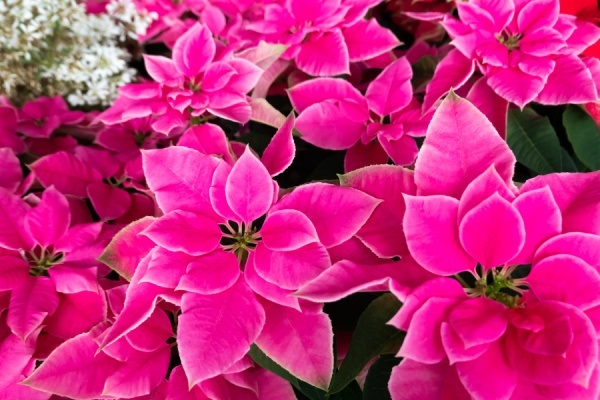 The Comprehensive Guide to Poinsettia Plants. Poinsettias are gorgeous decorations during the Christmas holiday. Here is a comprehensive guide on how to take care of poinsettias during and after the Christmas season. Read more about Poinsettia plant care, interesting poinsettia facts, and poinsettia growing tips and tricks!