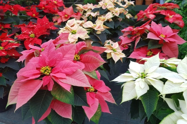 The Comprehensive Guide to Poinsettia Plants. Poinsettias are gorgeous decorations during the Christmas holiday. Here is a comprehensive guide on how to take care of poinsettias during and after the Christmas season. Read more about Poinsettia plant care, interesting poinsettia facts, and poinsettia growing tips and tricks!