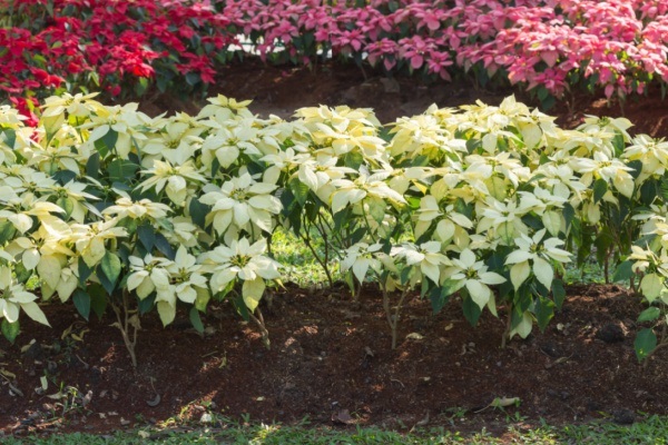 The Comprehensive Guide to Poinsettia Plants. Poinsettias are gorgeous decorations during the Christmas holiday. Here is a comprehensive guide on how to take care of poinsettias during and after the Christmas season. Read more about Poinsettia plant care, interesting poinsettia facts, and poinsettia growing tips and tricks!