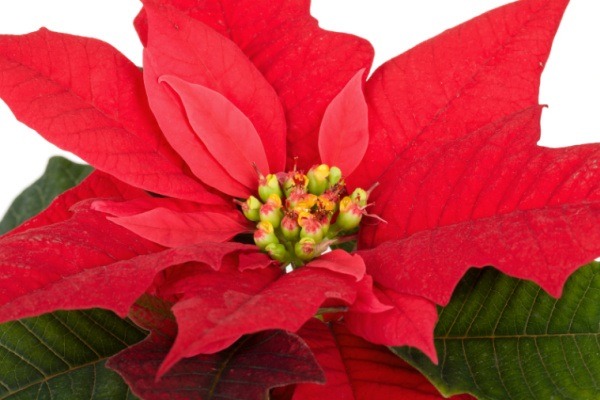 The Comprehensive Guide to Poinsettia Plants. Poinsettias are gorgeous decorations during the Christmas holiday. Here is a comprehensive guide on how to take care of poinsettias during and after the Christmas season. Read more about Poinsettia plant care, interesting poinsettia facts, and poinsettia growing tips and tricks!