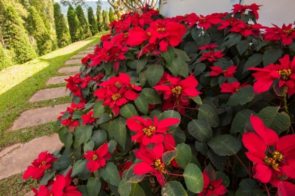The Comprehensive Guide to Poinsettia Plants. Poinsettias are gorgeous decorations during the Christmas holiday. Here is a comprehensive guide on how to take care of poinsettias during and after the Christmas season. Read more about Poinsettia plant care, interesting poinsettia facts, and poinsettia growing tips and tricks!