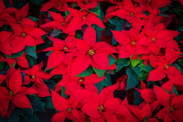 The Comprehensive Guide to Poinsettia Plants. Poinsettias are gorgeous decorations during the Christmas holiday. Here is a comprehensive guide on how to take care of poinsettias during and after the Christmas season. Read more about Poinsettia plant care, interesting poinsettia facts, and poinsettia growing tips and tricks!