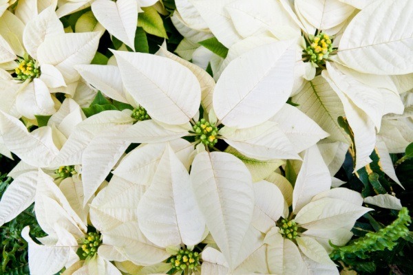 The Comprehensive Guide to Poinsettia Plants. Poinsettias are gorgeous decorations during the Christmas holiday. Here is a comprehensive guide on how to take care of poinsettias during and after the Christmas season. Read more about Poinsettia plant care, interesting poinsettia facts, and poinsettia growing tips and tricks!