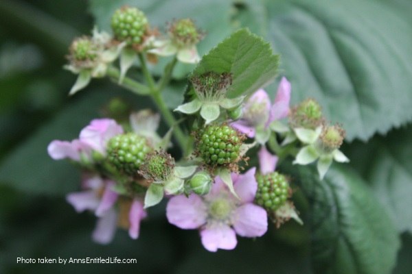 How To Grow Blackberry Bushes