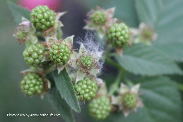 How To Grow Blackberry Bushes