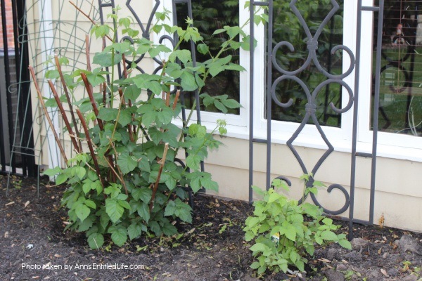 How To Grow Blackberry Bushes