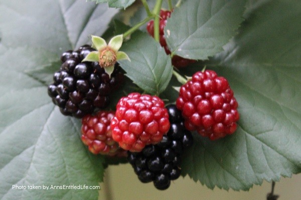 Blackberry Refrigerator Jam Recipe