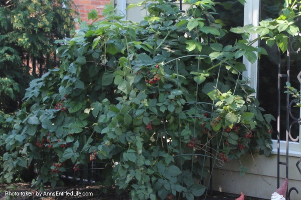 How To Grow Blackberry Bushes