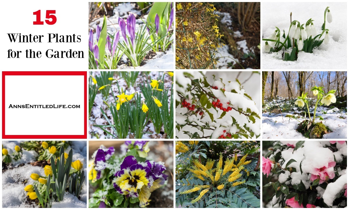15 Winter Plants for the Garden, image size:1201x725