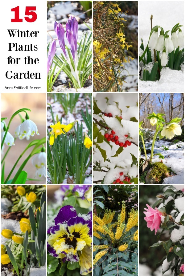 a collage of winter plants and flowers