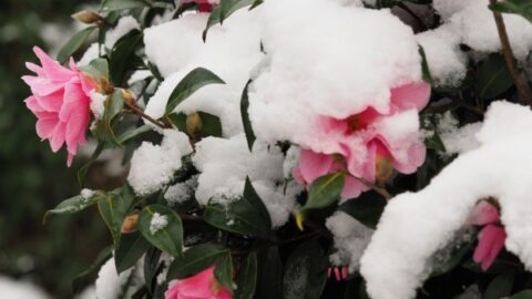 Image for Camellia