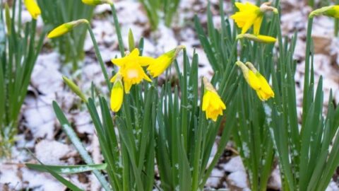 Image for Daffodils