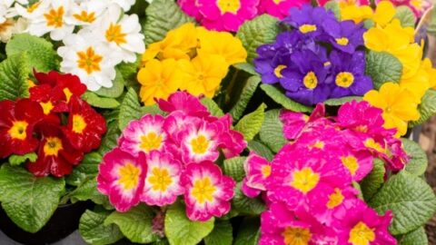 Image for English Primrose