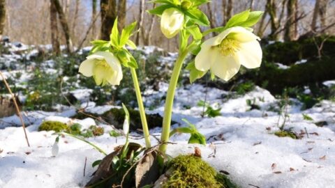 Image for Hellebores