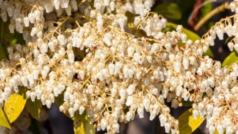 Image for Japanese Pieris