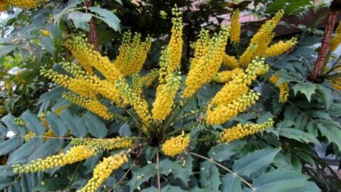Image for Mahonia