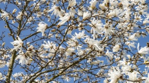 Image for Star Magnolia